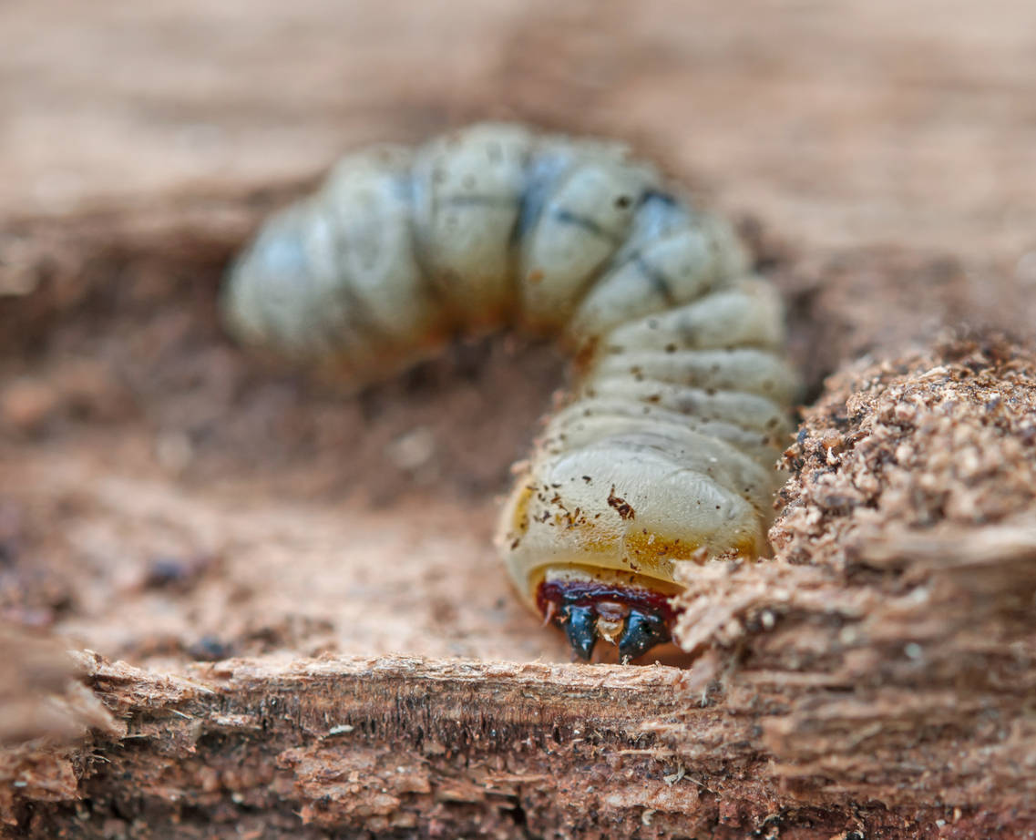 little woodworm lies on tree